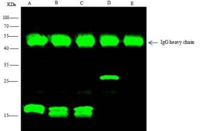 Immunoprecipitation: E-Tag Epitope Tag Antibody [NBP3-05892]