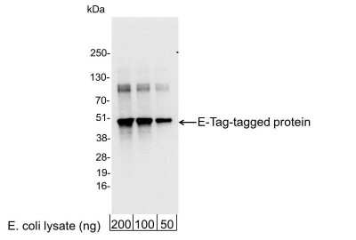 Western Blot: E-Tag Epitope Tag AntibodyBSA Free [NB600-527]