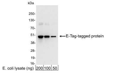 Western Blot: E-Tag Epitope Tag AntibodyBSA Free [NB600-527]