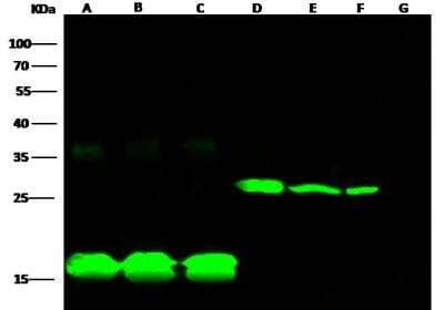 Western Blot: E-Tag Epitope Tag Antibody [NBP3-05892]