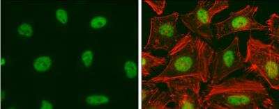 Immunocytochemistry/ Immunofluorescence: E2F-1 Antibody (16G7) [NB600-210]