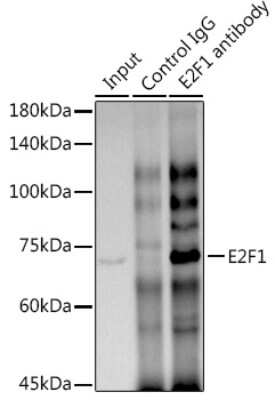 Immunoprecipitation: E2F-1 Antibody (5Z5U3) [NBP3-15785]