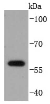 Western Blot: E2F-1 Antibody (JJ092-02) [NBP2-67899]