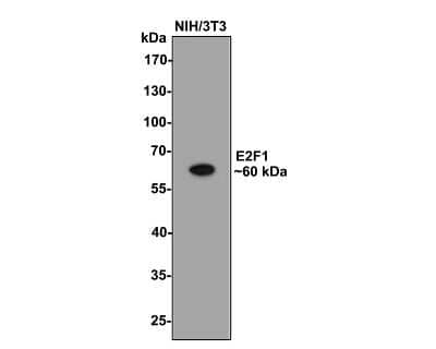 Western Blot: E2F-1 Antibody (JJ092-02) [NBP2-67899]