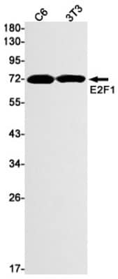 Western Blot: E2F-1 Antibody (S03-5G3) [NBP3-19622]