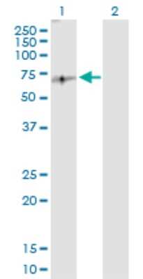 Western Blot: E2F-2 Antibody [H00001870-D01P]