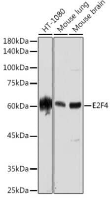 Western Blot: E2F-4 Antibody (3O6Y9) [NBP3-15850]