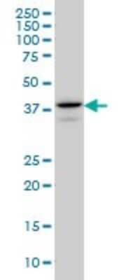 Western Blot: E2F-4 Antibody (5B7) [H00001874-M01]