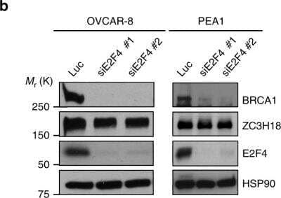 Knockdown Validated: E2F-4 Antibody [NBP1-21374]