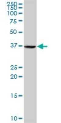 Western Blot: E2F-4 Antibody [H00001874-D01P]