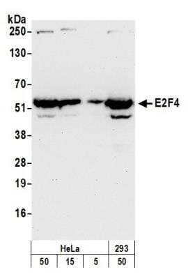 Western Blot: E2F-4 Antibody [NBP1-21374]