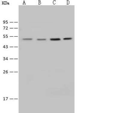 Western Blot: E2F-4 Antibody [NBP2-98787]