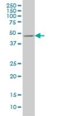 Western Blot: E2F3 Antibody (5F7) [H00001871-M01]