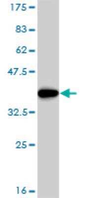 Western Blot: E2F6 Antibody (1F7-A9) [H00001876-M02]