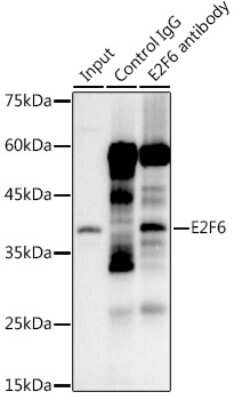 Immunoprecipitation: E2F6 Antibody (9I5M0) [NBP3-15400]