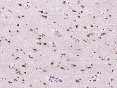 Immunohistochemistry-Paraffin: E2F6 Antibody [NBP2-99087]