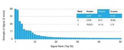 Protein Array: E2F6 Antibody (PCRP-E2F6-1F8) [NBP3-07268]