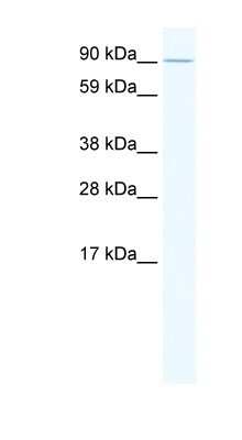 Western Blot: E2F7 Antibody [NBP1-80266]