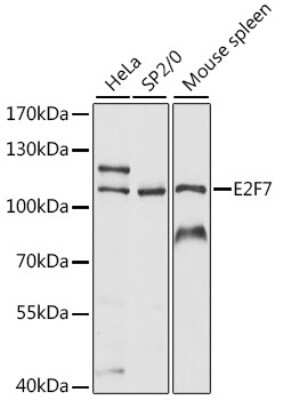 Western Blot: E2F7 AntibodyAzide and BSA Free [NBP2-92216]