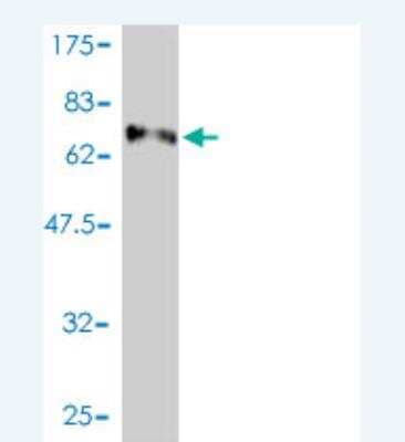 Western Blot: E2F8 Antibody (3E9-2F5) [H00079733-M01]