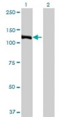 Western Blot: E4F1 Antibody (4B10) [H00001877-M03]