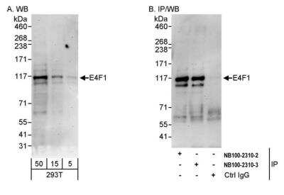 Western Blot: E4F1 Antibody [NB100-2871]