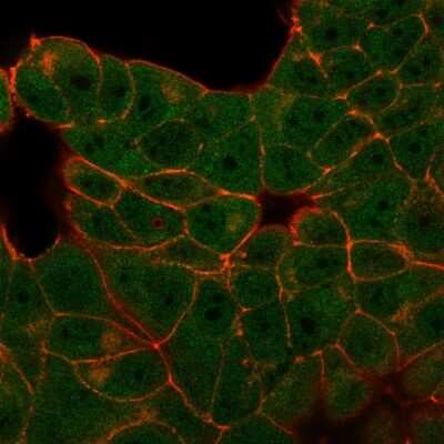 Immunocytochemistry/ Immunofluorescence: E4F1 Antibody (PCRP-E4F1-2D1) - Azide and BSA Free [NBP3-08349]