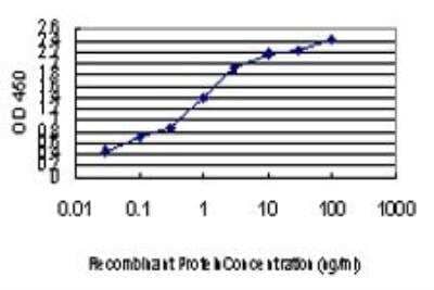 ELISA: E6AP/UBE3A Antibody (2F6) [H00007337-M01]