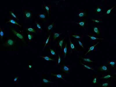 Immunocytochemistry/ Immunofluorescence: E6AP/UBE3A Antibody [NBP2-99342]