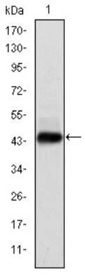 Western Blot: E7 Antibody (6F3)BSA Free [NBP2-37628]