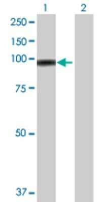 Western Blot: E74 like factor 1 Antibody [H00001997-D01P]