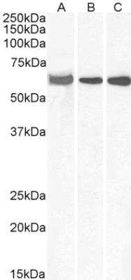 Western Blot: E74 like factor 1 Antibody [NB100-1069]