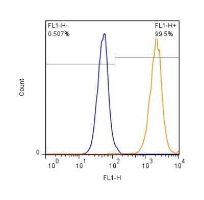 Flow (Intracellular): EAAT1/GLAST-1/SLC1A3 Antibody - BSA Free [NB100-1869]