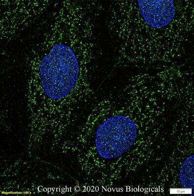 Immunocytochemistry/ Immunofluorescence: EAAT1/GLAST-1/SLC1A3 Antibody - BSA Free [NBP3-05771]