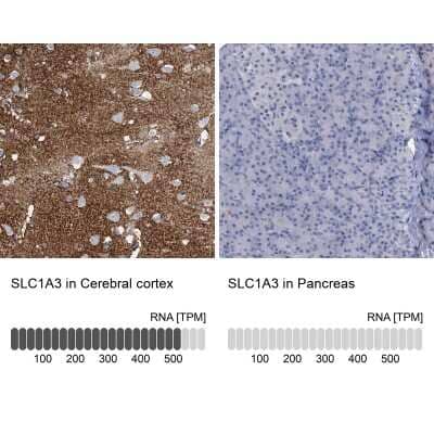 Immunohistochemistry-Paraffin: EAAT1/GLAST-1/SLC1A3 Antibody [NBP1-84940]