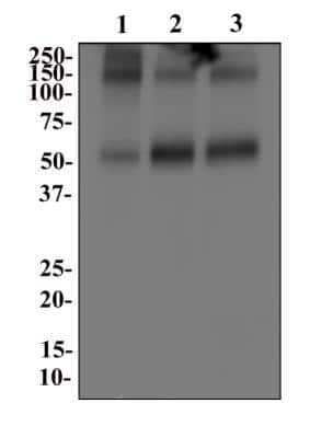 Western Blot: EAAT1/GLAST-1/SLC1A3 AntibodyBSA Free [NB100-1869]