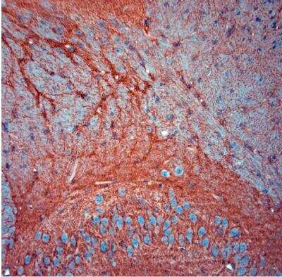 Immunohistochemistry-Paraffin: EAAT2/GLT1 Antibody - Azide Free [NBP1-20136]