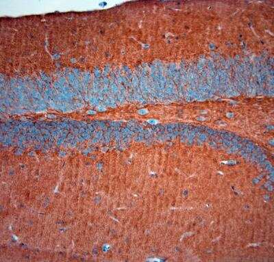 Immunohistochemistry-Paraffin: EAAT2/GLT1 Antibody - Azide Free [NBP1-20136]