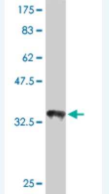 Western Blot: EAAT4 Antibody (6D9) [H00006511-M01]