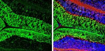 Immunohistochemistry-Frozen: EAAT4 Antibody [NBP3-13360]