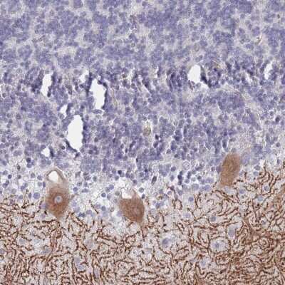 Immunohistochemistry-Paraffin: EAAT4 Antibody [NBP2-48805]
