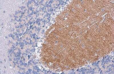 Immunohistochemistry-Paraffin: EAAT4 Antibody [NBP3-13357]