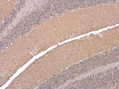 Immunohistochemistry-Paraffin: EAAT4 Antibody [NBP3-13360]