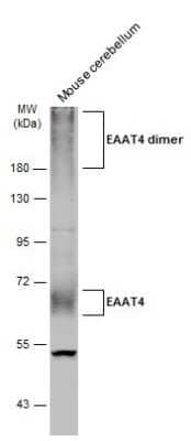 Western Blot: EAAT4 Antibody [NBP3-13357]