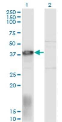 Western Blot: EAF1 Antibody (1G2) [H00085403-M05]