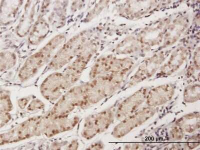 Immunohistochemistry-Paraffin: EAF1 Antibody [H00085403-B01P]
