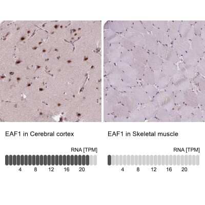 Immunohistochemistry-Paraffin: EAF1 Antibody [NBP2-49604]