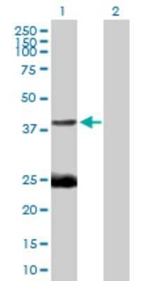 Western Blot: EAF1 Antibody [H00085403-B01P]