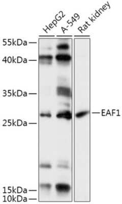 Western Blot: EAF1 AntibodyAzide and BSA Free [NBP2-92383]