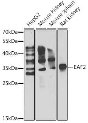 Western Blot: EAF2 AntibodyBSA Free [NBP2-92671]